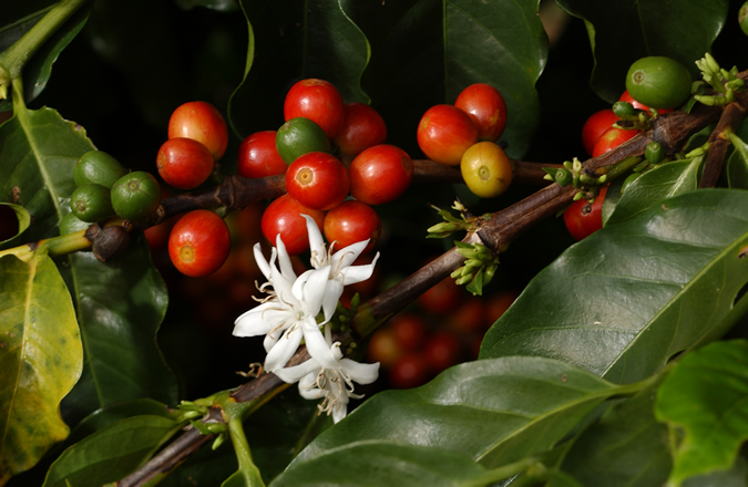 El fruto del cafeto